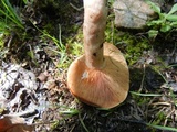 Lactarius peckii image