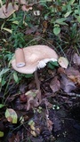 Oudemansiella furfuracea image