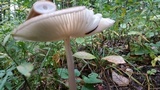 Oudemansiella furfuracea image