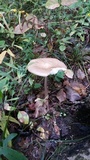 Oudemansiella furfuracea image