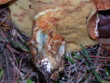 Suillus caerulescens image