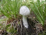 Amanita rhopalopus image