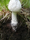 Amanita rhopalopus image