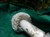 Amanita rhopalopus image