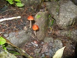 Bolbitius callistus image