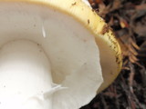 Amanita vernicoccora image