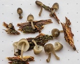 Mycena maculata image