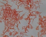 Mycena maculata image