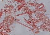 Mycena maculata image