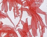 Mycena maculata image