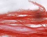 Mycena maculata image