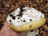 Amanita vernicoccora image