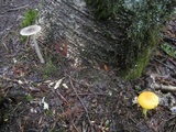 Amanita sect. Vaginatae image