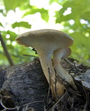 Lentinus cyathiformis image
