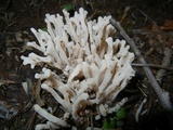 Ramariopsis kunzei image