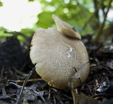 Lentinus cyathiformis image