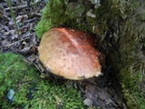 Hemistropharia albocrenulata image