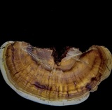 Ganoderma tuberculosum image