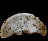 Ganoderma tuberculosum image