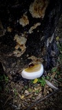 Ganoderma tuberculosum image