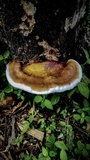 Ganoderma tuberculosum image