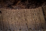 Ganoderma tuberculosum image