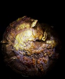 Ganoderma curtisii image