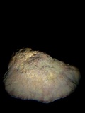 Hapalopilus rutilans image
