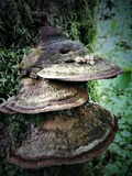 Phellinus gilvus image