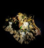 Abortiporus biennis image