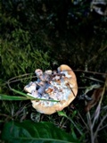 Abortiporus biennis image