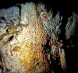 Abortiporus biennis image