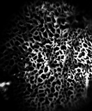 Bjerkandera adusta image