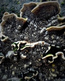 Cerrena unicolor image