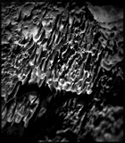Cerrena unicolor image
