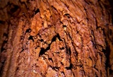Echinodontium tinctorium image