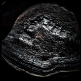 Phellinus igniarius image
