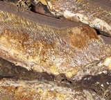 Phellinus igniarius image