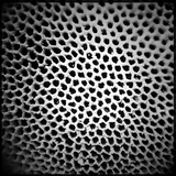 Phellinus igniarius image