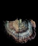 Microporus affinis image