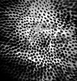 Microporus affinis image
