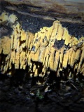 Pirex concentricus image