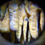 Pirex concentricus image