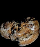 Pycnoporellus fulgens image