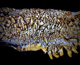 Pycnoporellus alboluteus image