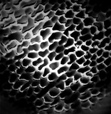 Trametes lactinea image