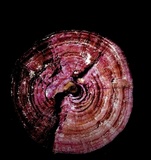 Ganoderma sichuanense image