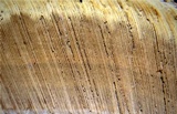 Ganoderma sichuanense image