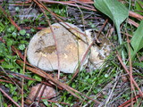 Lycoperdon pratense image