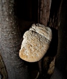 Tyromyces galactinus image